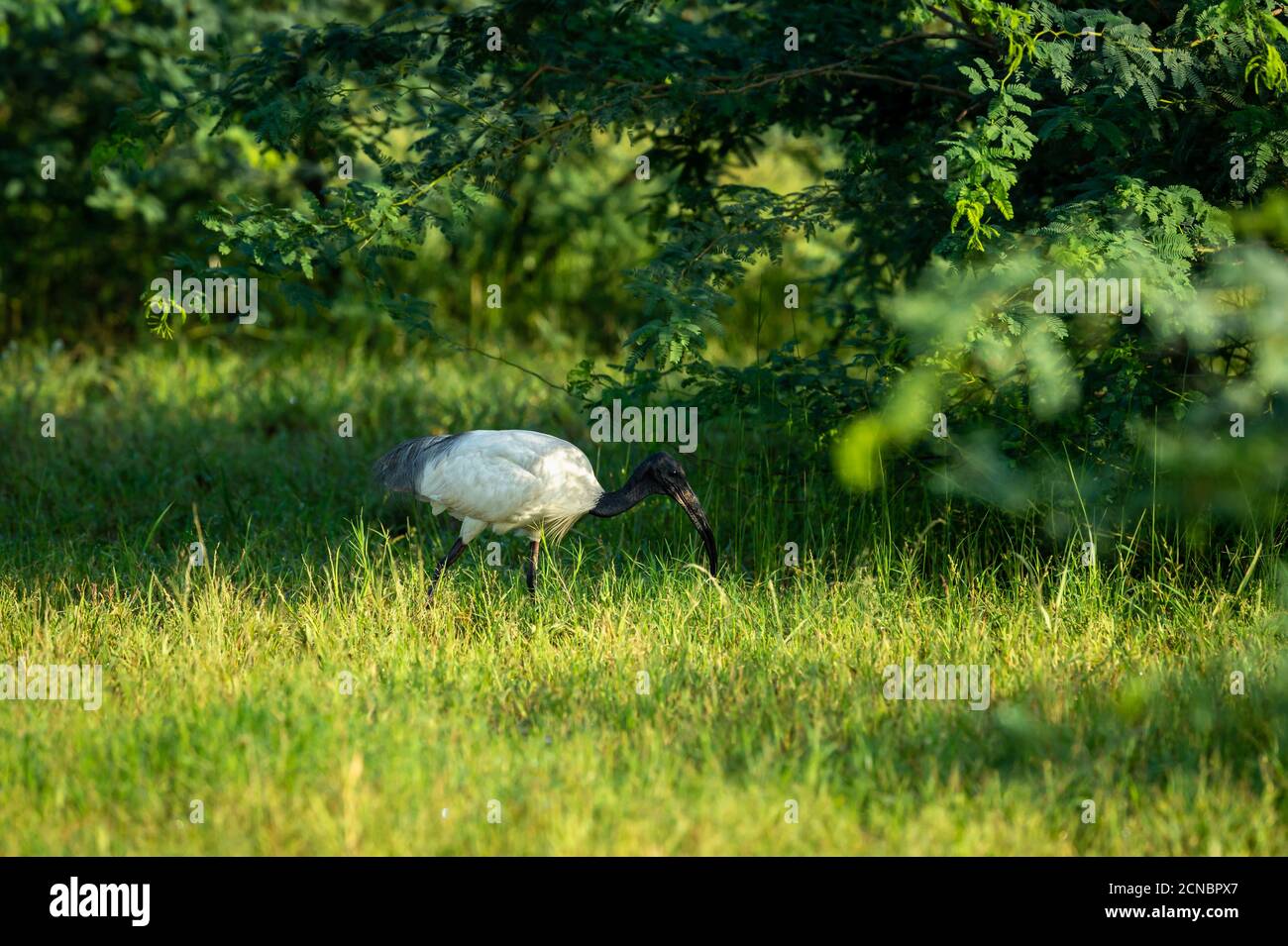 Schwarzer Kopf Ibis oder schwarzer Hals Ibis in Naturgrün Hintergrund in keoladeo ghana Nationalpark oder bharatpur Vogelschutzgebiet rajasthan indien - Thres Stockfoto