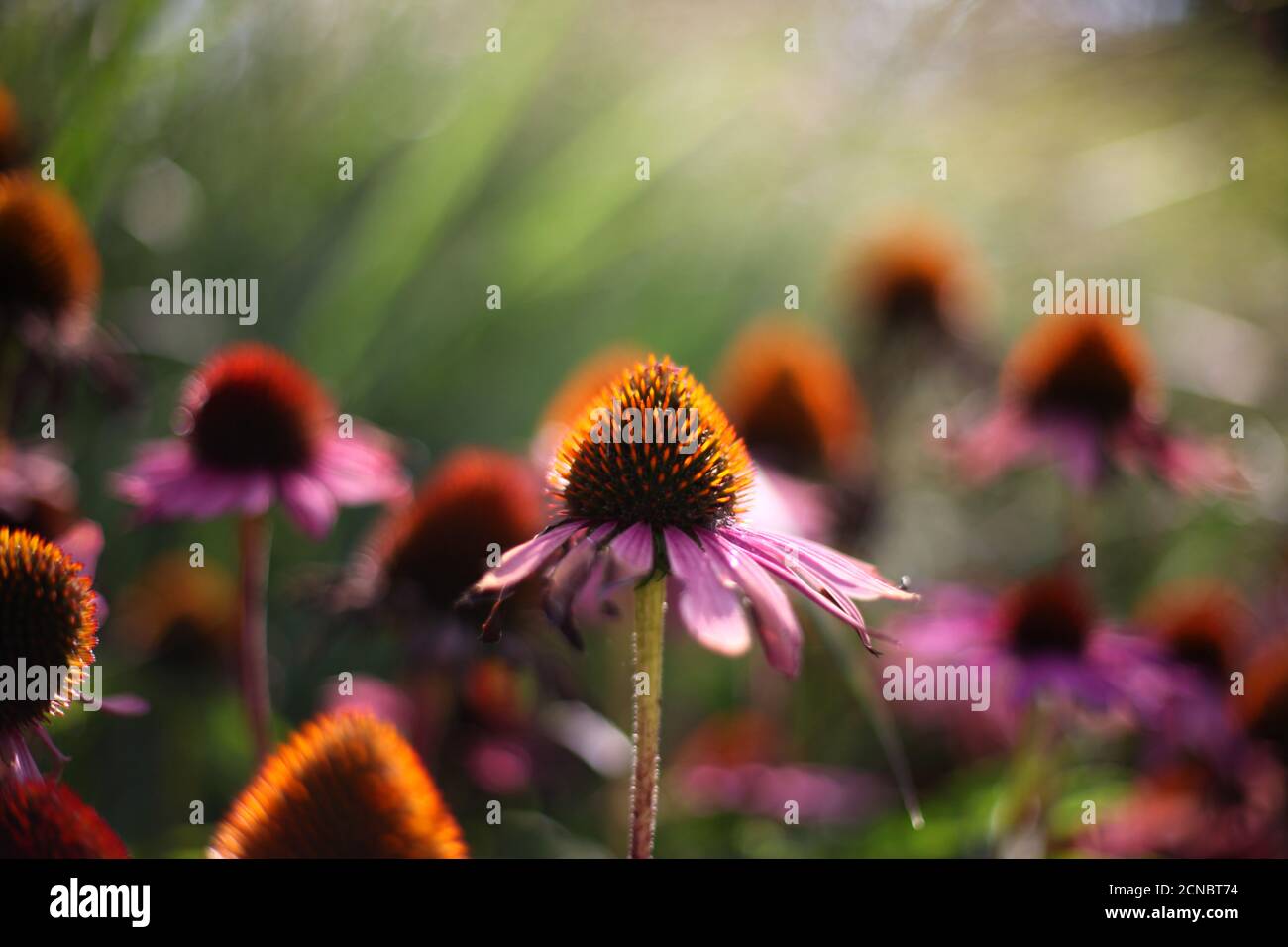 Echinacea-Blüten Stockfoto