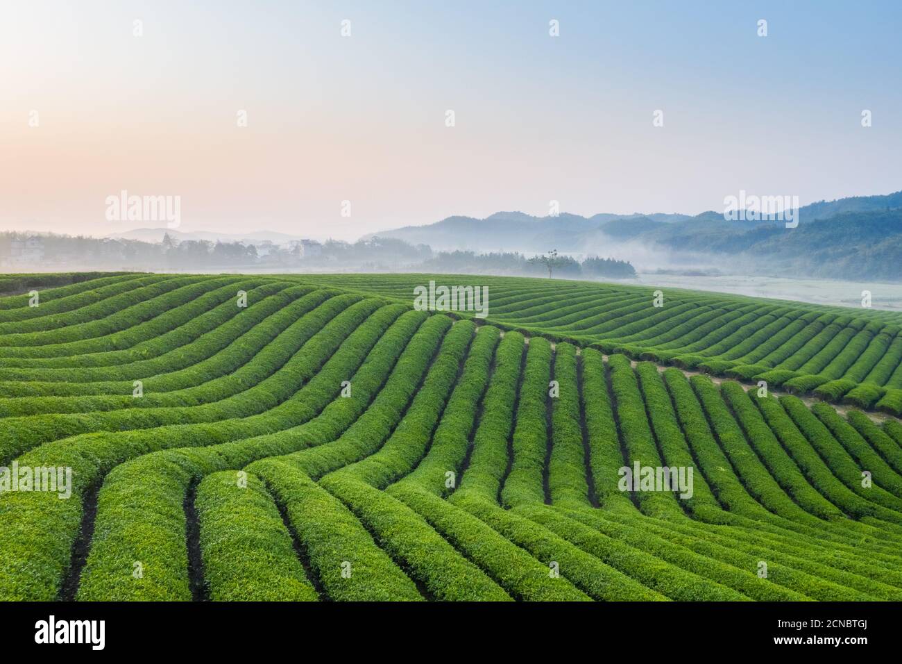 teeplantage im Morgengrauen Stockfoto