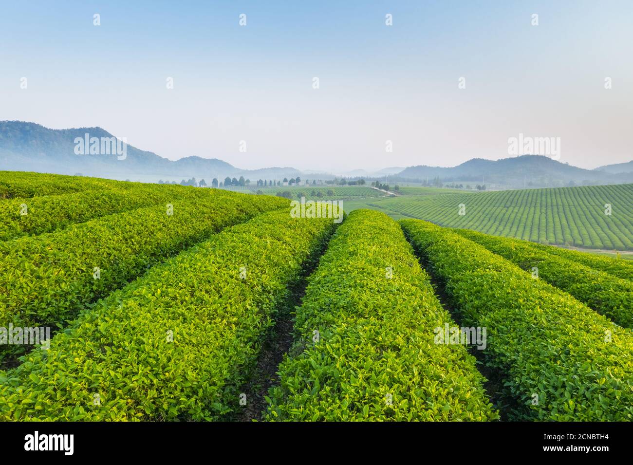Teehaus am frühen Morgen Stockfoto