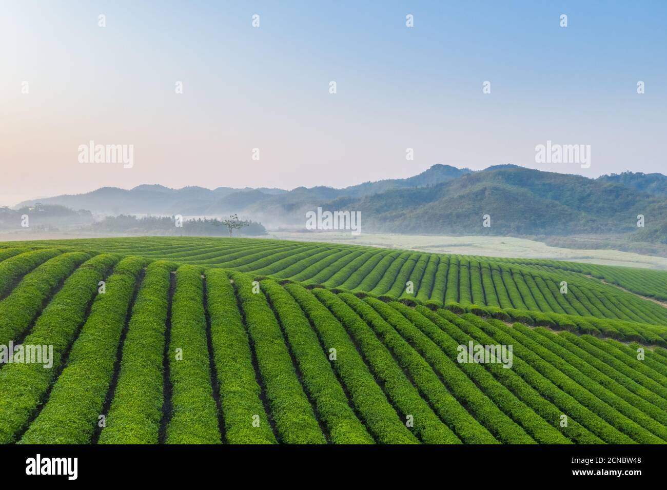 teeplantage am frühen Morgen Stockfoto
