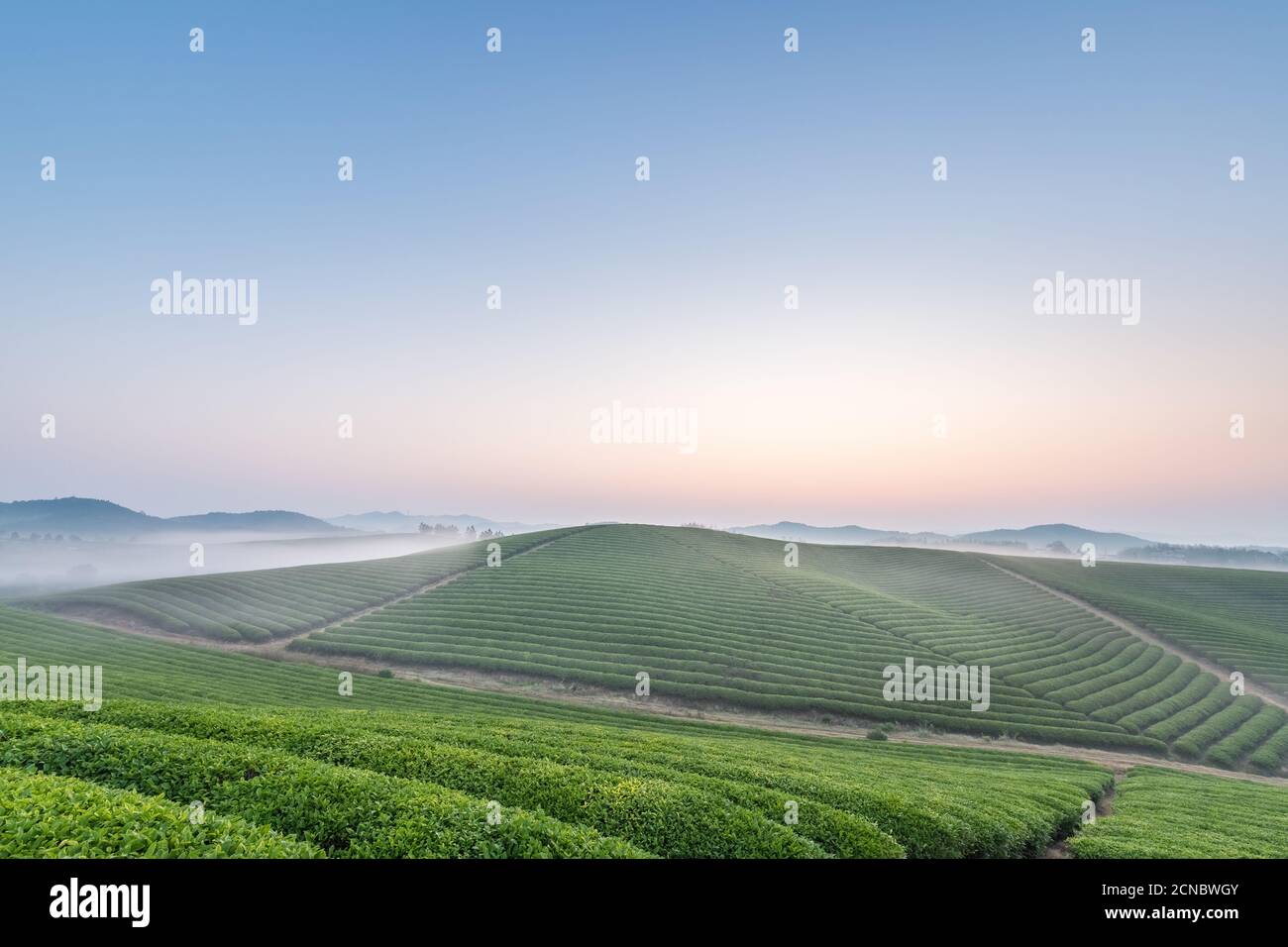 Teeplantage Landschaft im Morgengrauen Stockfoto