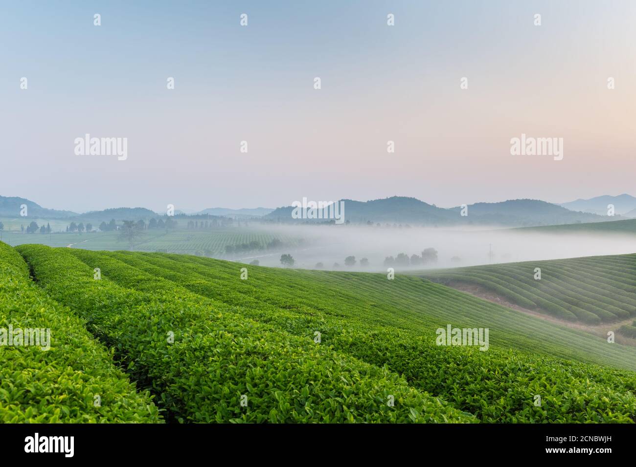 Teeplantage Landschaft im Morgengrauen Stockfoto