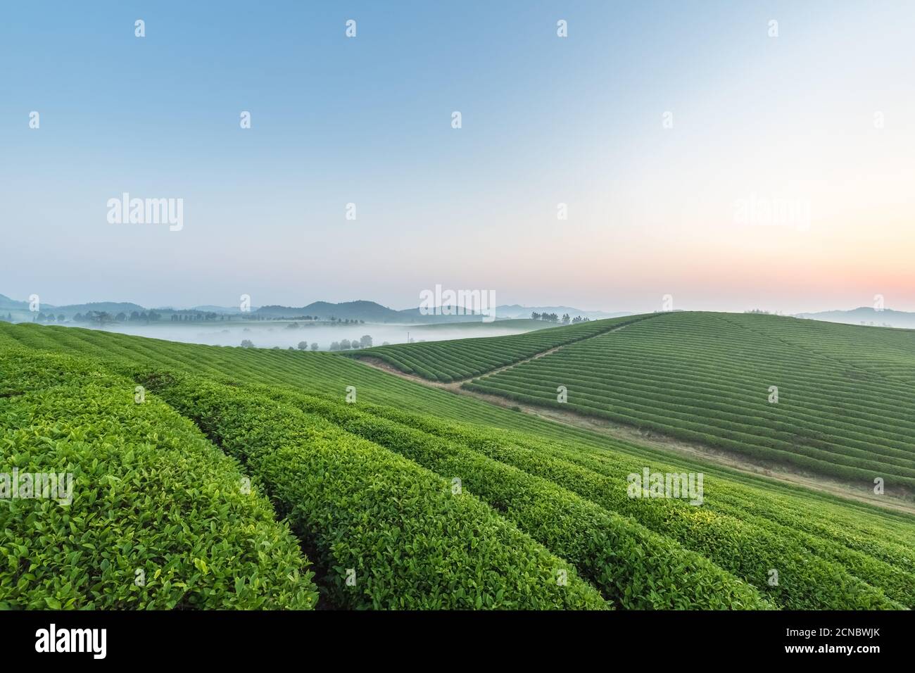 Teeplantage mit Nebel bei Sonnenaufgang Stockfoto