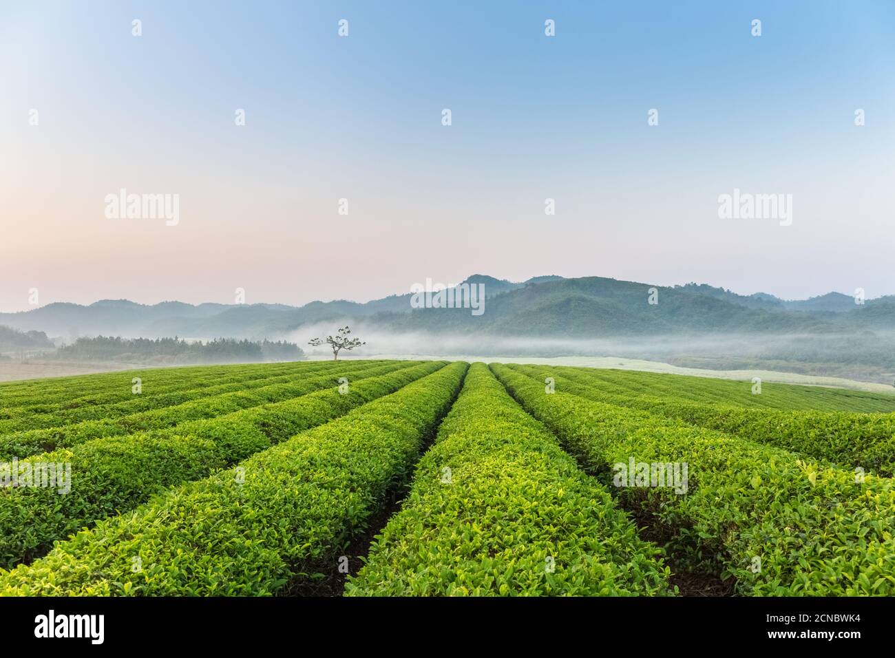 Wunderschöne Teeplantage am frühen Morgen Stockfoto