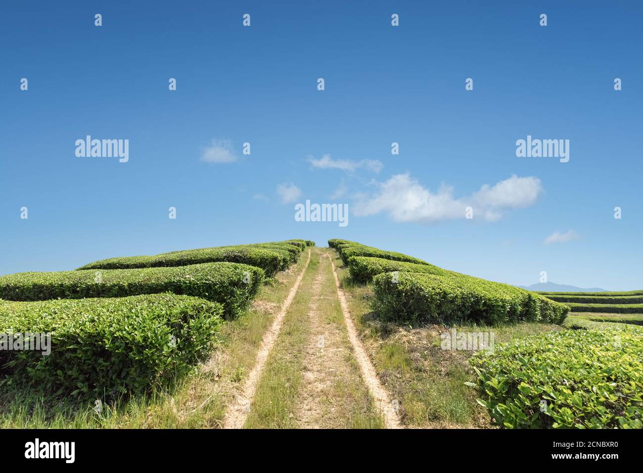 teeplantage gegen einen blauen Himmel Stockfoto