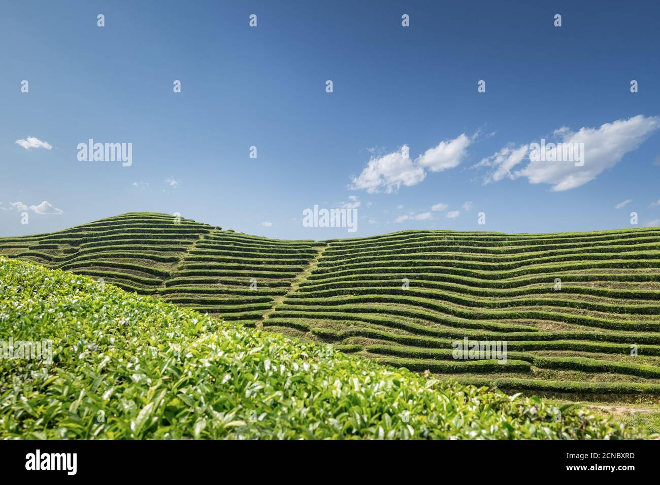 Teegarten im sonnigen Frühling Stockfoto
