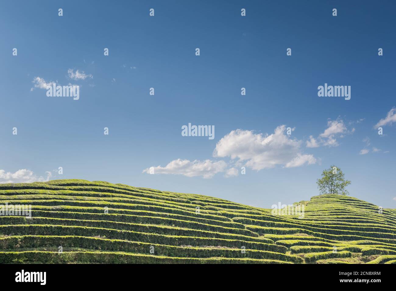 Teegarten und blauer Himmel Stockfoto