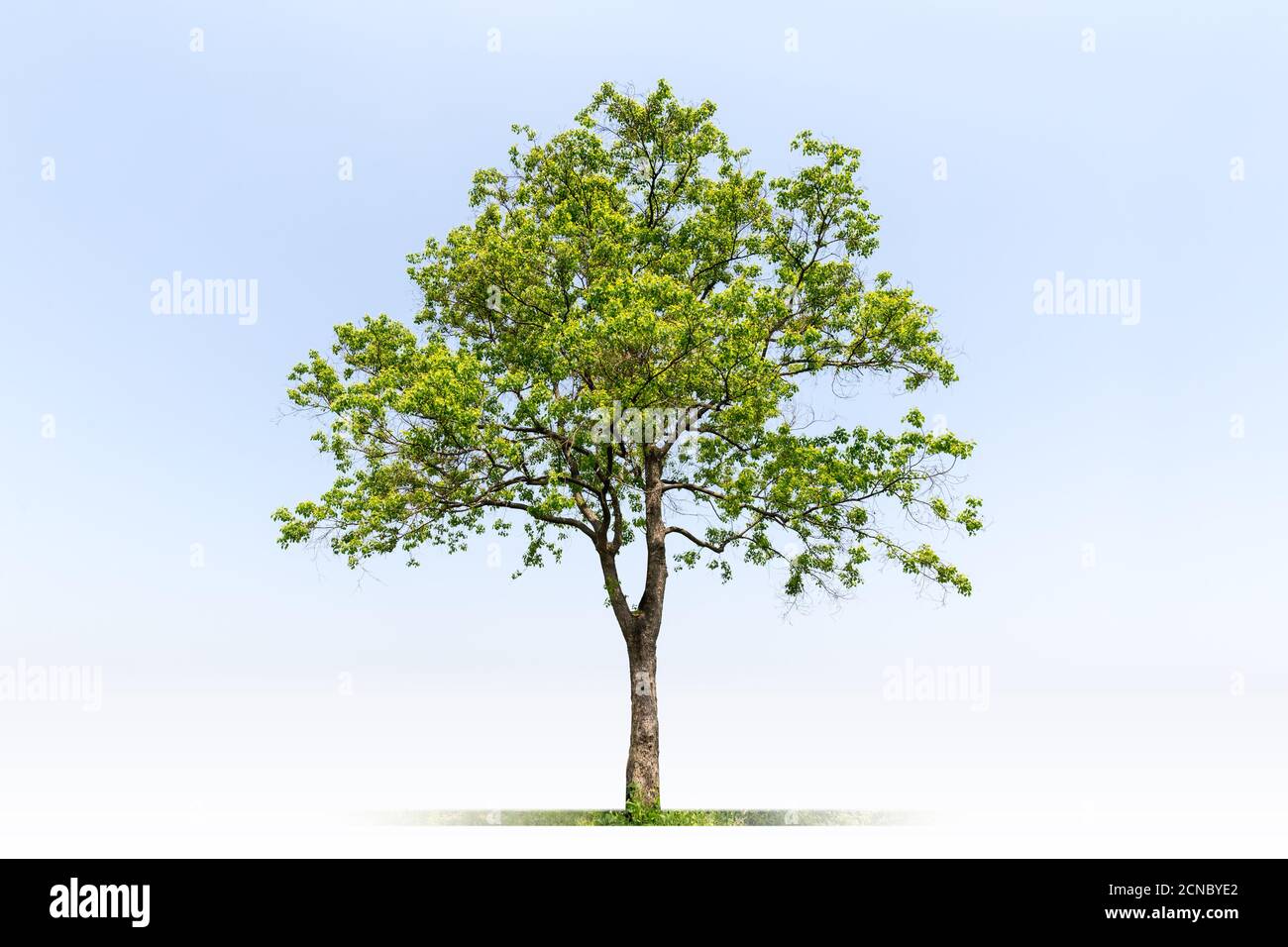 Grüner Baum, isoliert Stockfoto