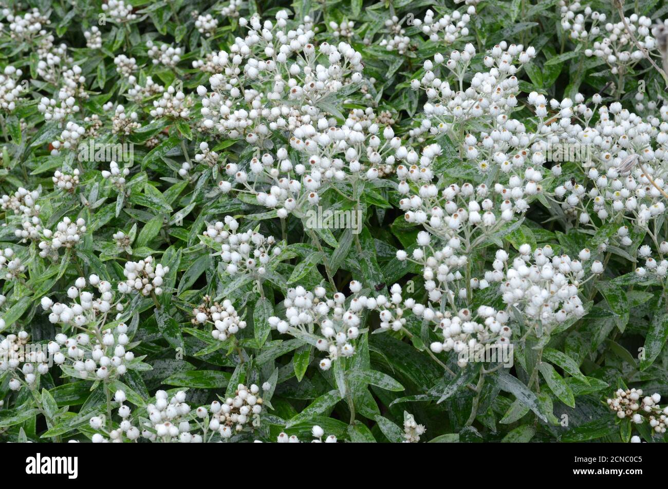Anaphalis tripinervis Sommerschnee kleine weiße, unvergängliche Blüten auf filztem Grau Grüne Blätter perlend Stockfoto