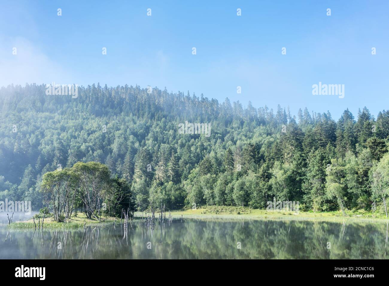Frischer Wald und See Stockfoto