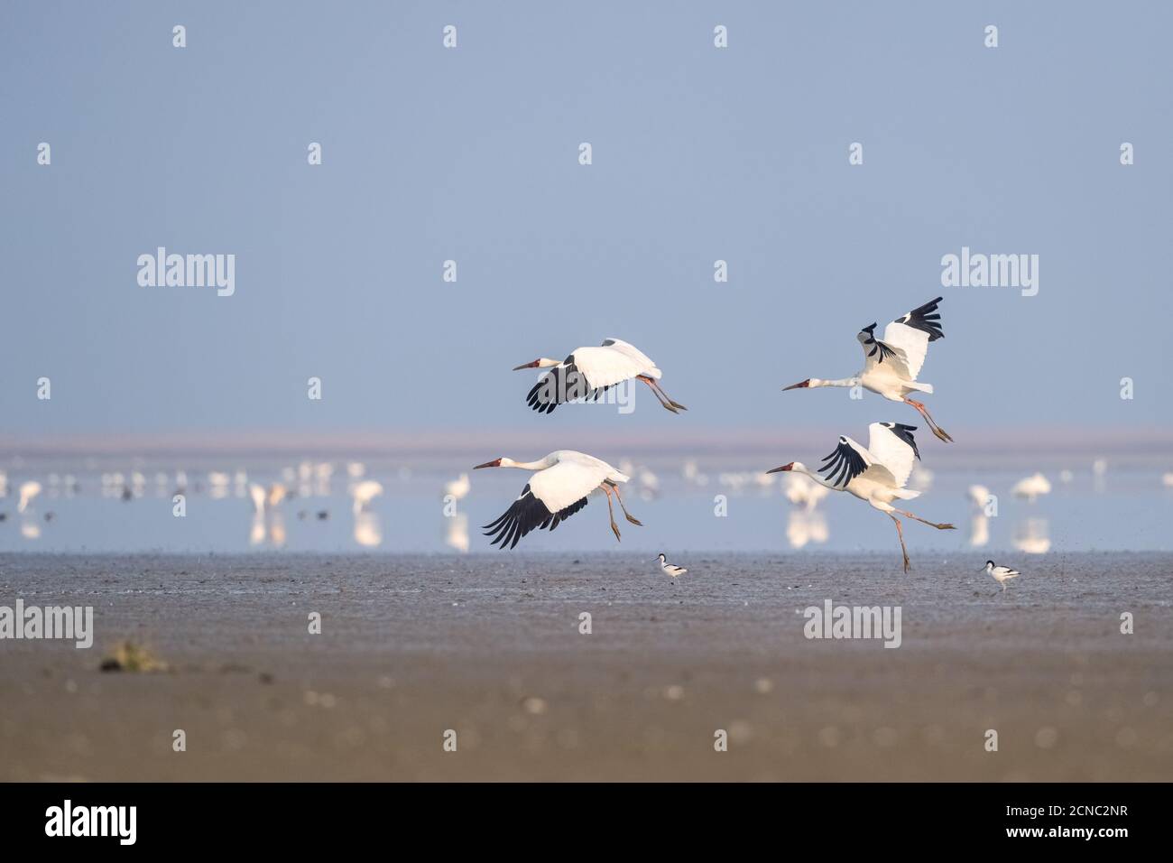 orientalischer Weißstorch Stockfoto