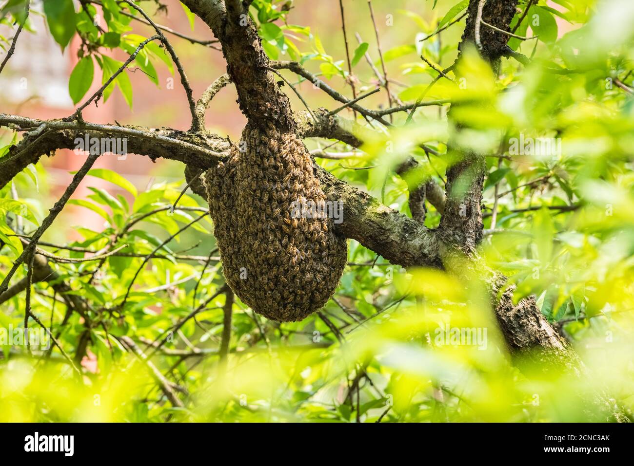 Wilder Bienenstock auf Baum Stockfoto