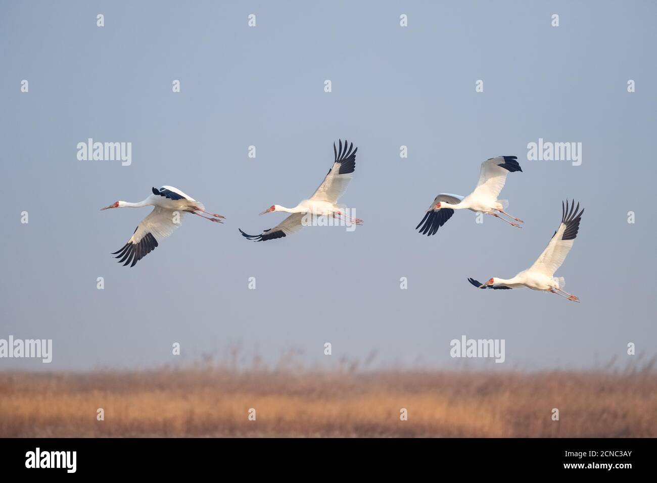 orientalischer Weißstorch Stockfoto