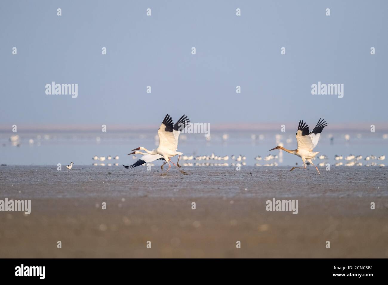 orientalischer Weißstorch Stockfoto