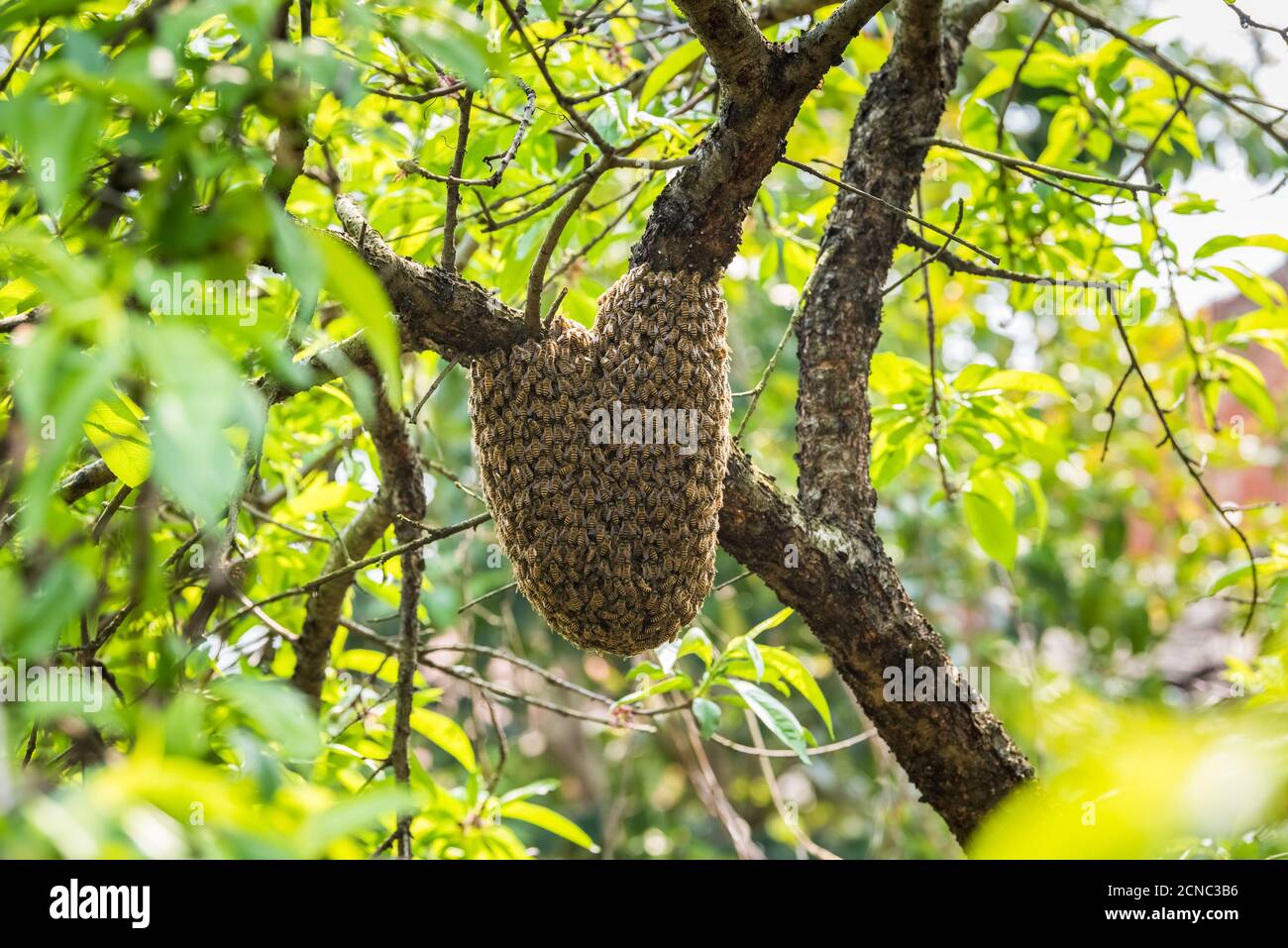 Wilder Bienenstock auf Baum Stockfoto