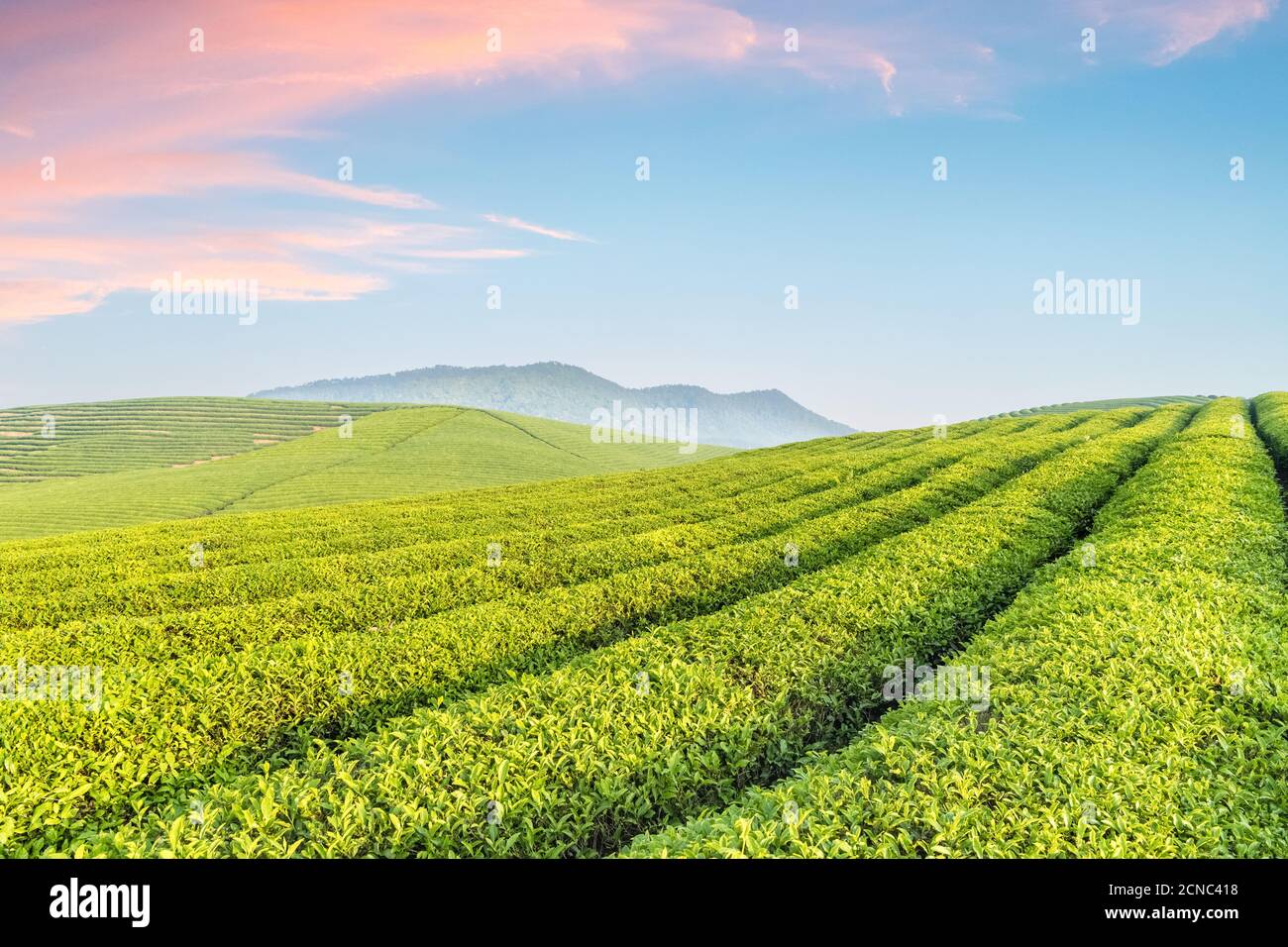 Teeplantage mit Sonnenaufgangshimmel Stockfoto