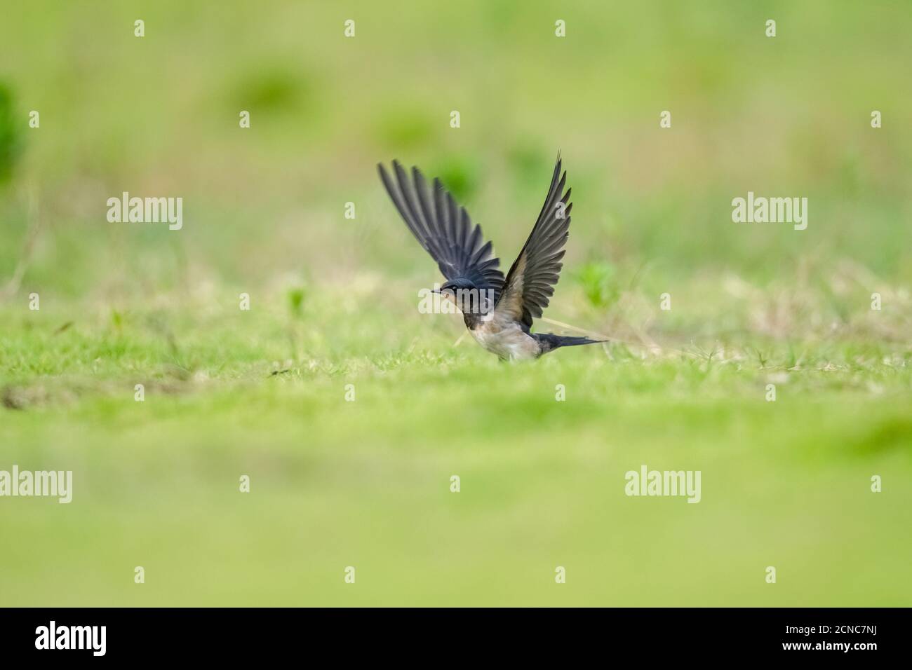 Schlucken Sie Nahaufnahme auf Gras Stockfoto