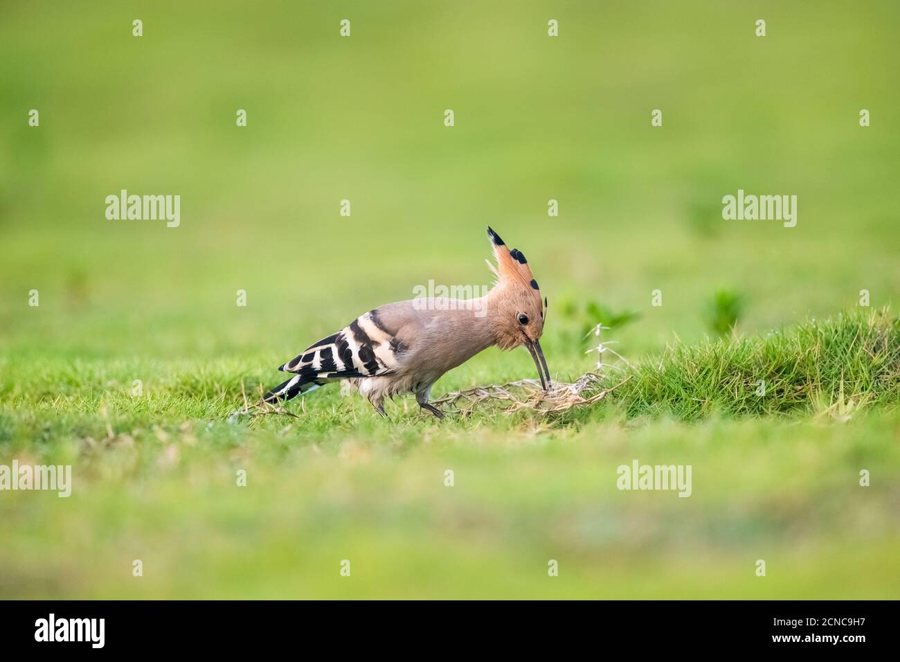 Wiedehopf Nahaufnahme auf Gras Stockfoto