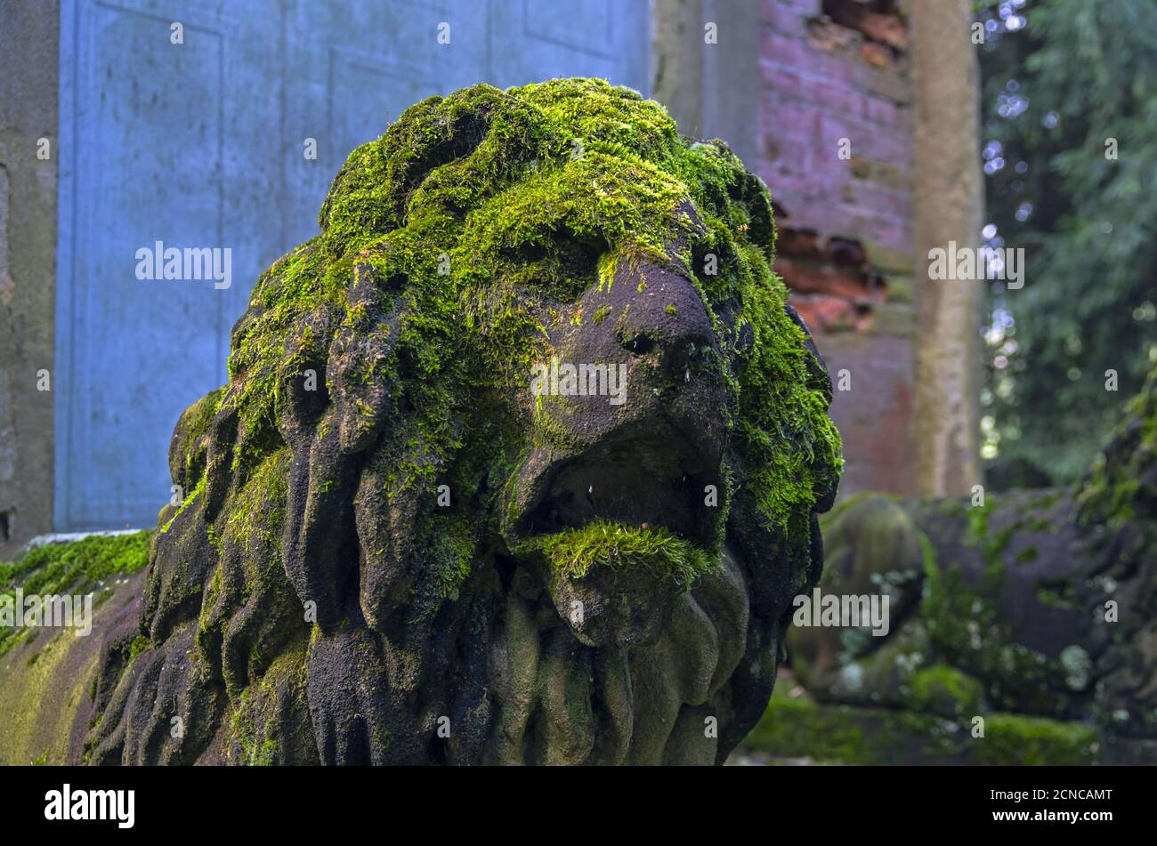 Moosbedeckter Löwenkopf aus Stein. Stockfoto