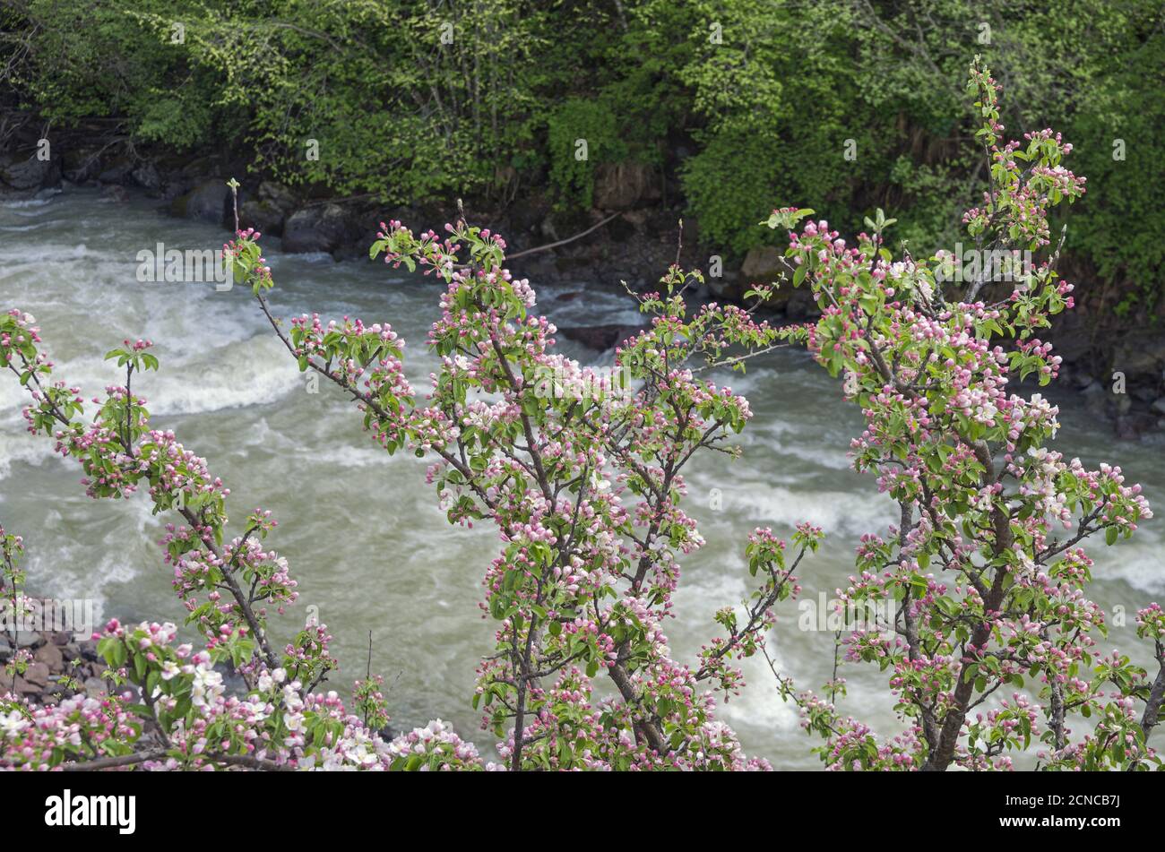 Wilde Apfelblüten auf dem Hintergrund des Gebirgsflusses. Stockfoto