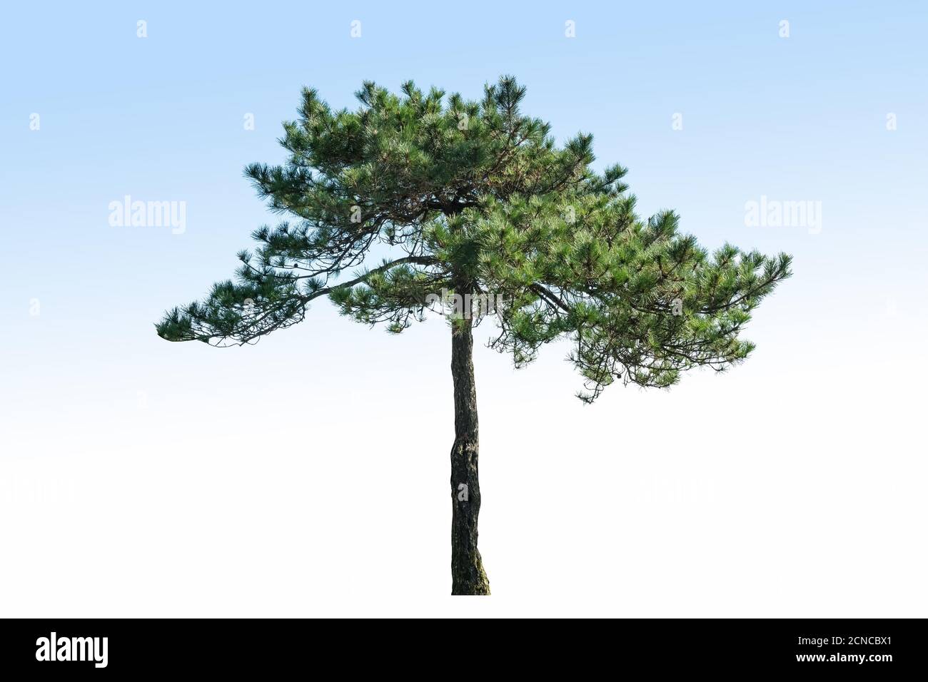 Kiefer, isoliert Stockfoto