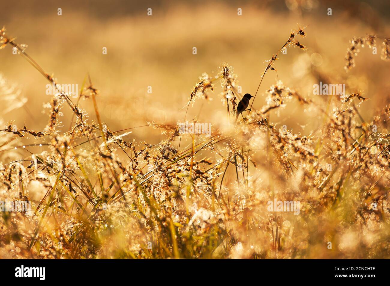 Ein kleiner schwarzer Vogel steht im frühen Licht auf der Grasblume. Weiblicher gezwitscher Bush Chat steht auf dem Halm der Grasblume in einem Grasland. Stockfoto