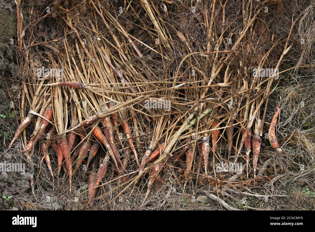 Ein Haufen unformter Karotten, die auf einem Feld weggeworfen wurden Stockfoto