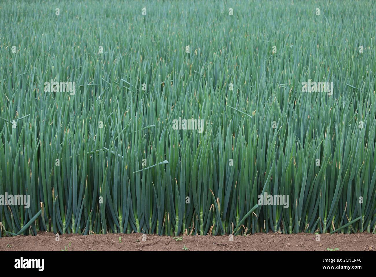 Vollformat-Feld mit großen grünen japanischen Lauch Stockfoto