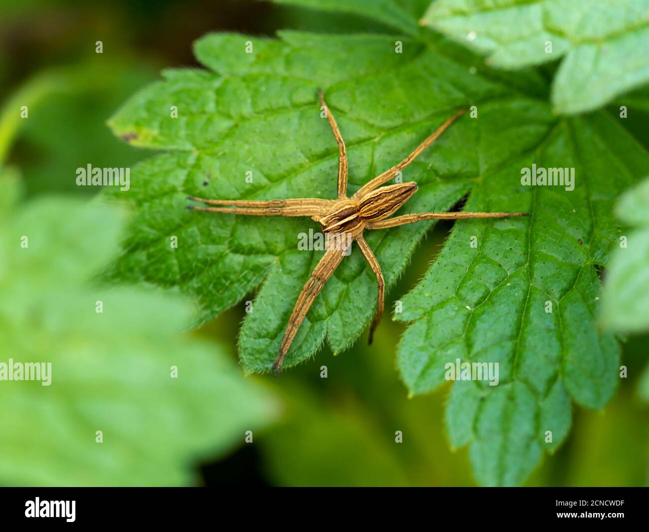 Eine Baumschule Netz Spinne, Pisaura mirabilis, wartet auf einem grünen Blatt Stockfoto