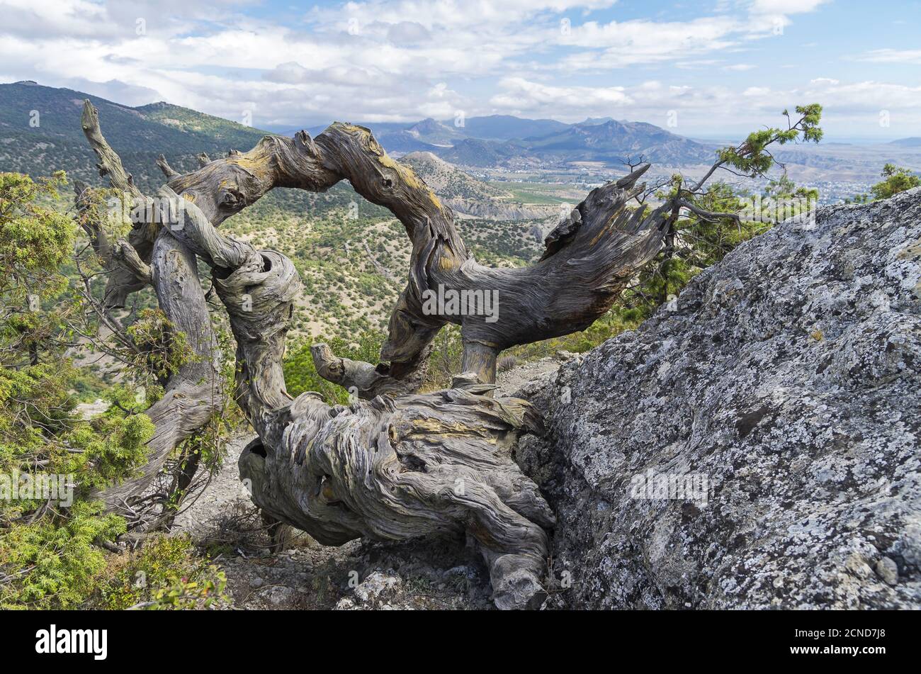 Verdrehter Stamm einer getrockneten Kiefer. Krim. Stockfoto