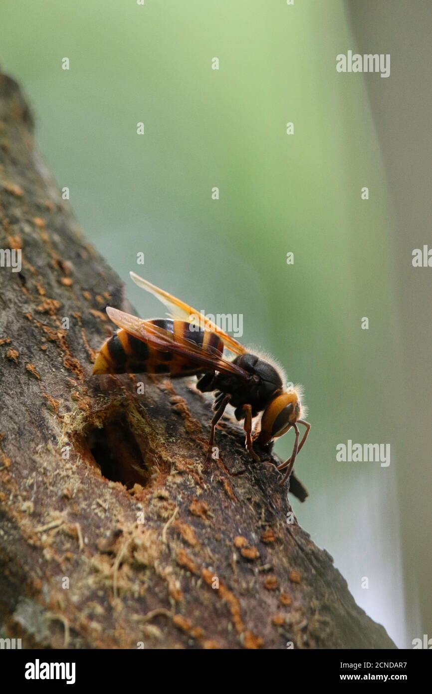 Eine Wespe ruht an einem mit saft gefüllten Futterloch in einem Ahornbaum Stockfoto