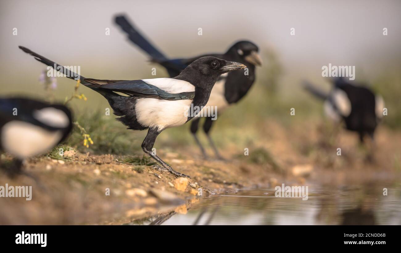 Eurasische Elster (Pica pica) Gruppe im Garten trinken aus Teich in den spanischen Pyrenäen, Vilagrassa, Katalonien, Spanien. April. Stockfoto