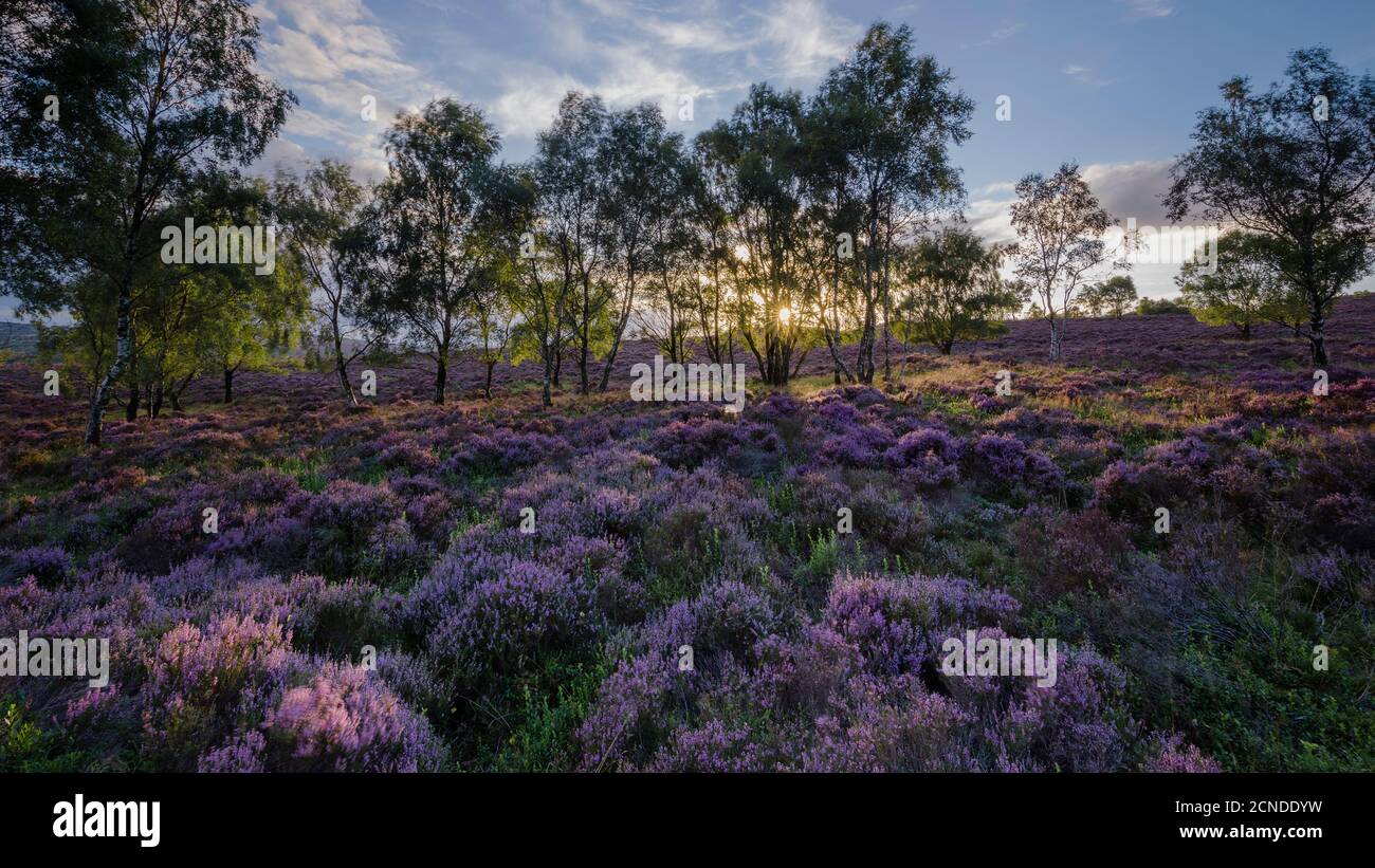 Sommerheide in voller Blüte in einer Waldlichtung, die von der untergehenden Sonne im Surprise View, Peak District National Park, Derbyshire, England, beleuchtet wird Stockfoto