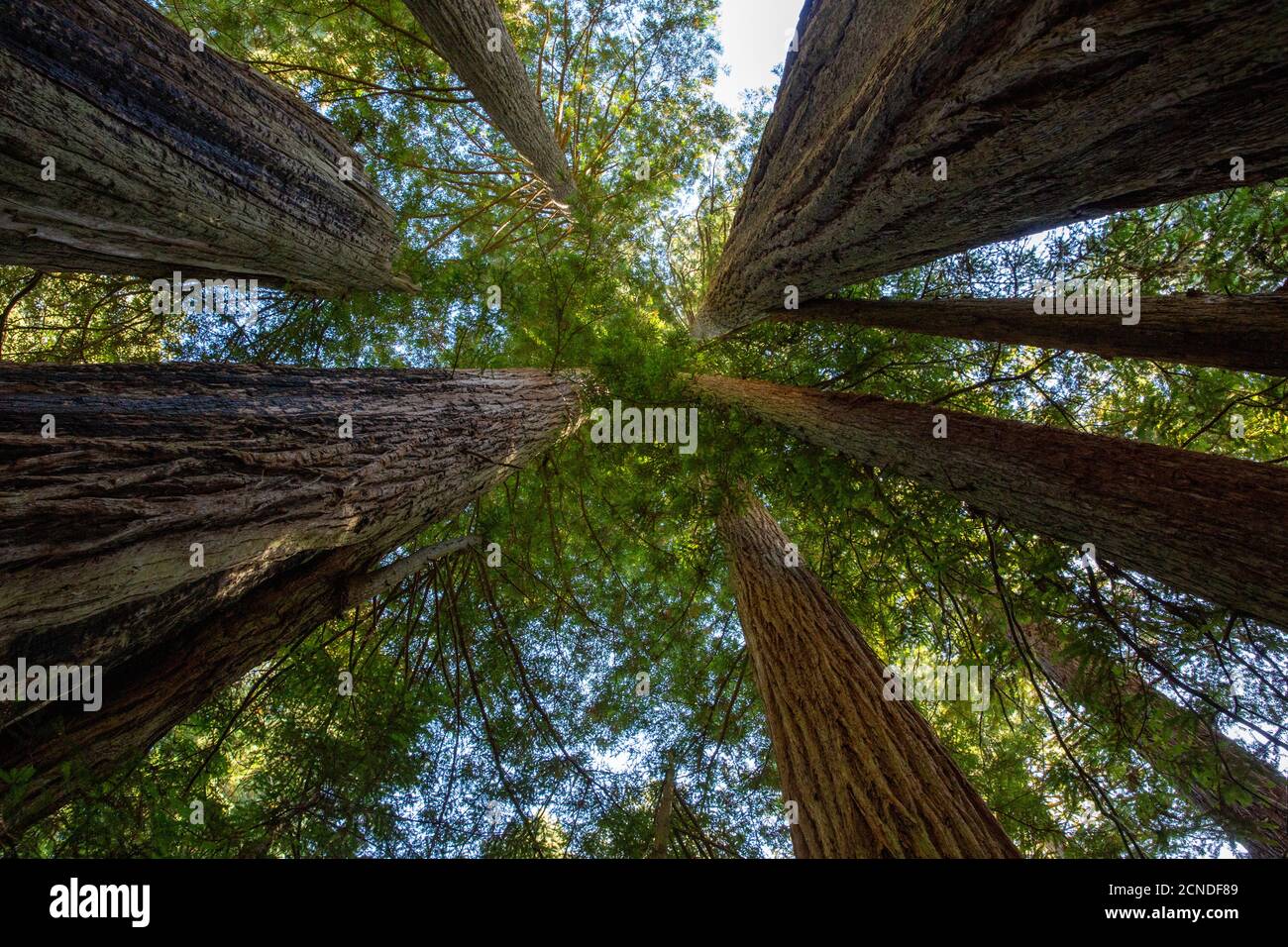 Riesige Redwoods auf dem Lady Bird Johnson Trail im Redwood National Park, Kalifornien, USA Stockfoto