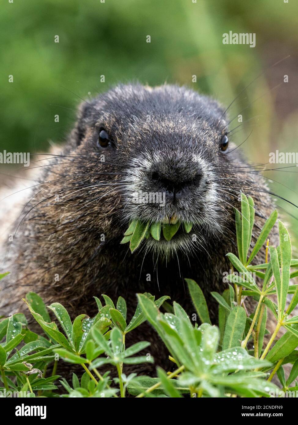 Erwachsene Murmeltier (Marmota caligata), auf dem Skyline Trail, Mount Rainier National Park, Washington State, USA Stockfoto