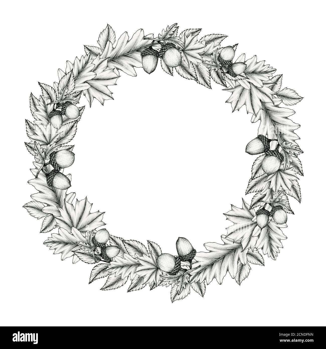 Vintage Herbst Kranz Dekoration mit Eicheln, Ahornblatt und Eichenblatt, schwarz-weiße Tinte fallen botanische Illustration für Hochzeit, Grußkarte Stockfoto
