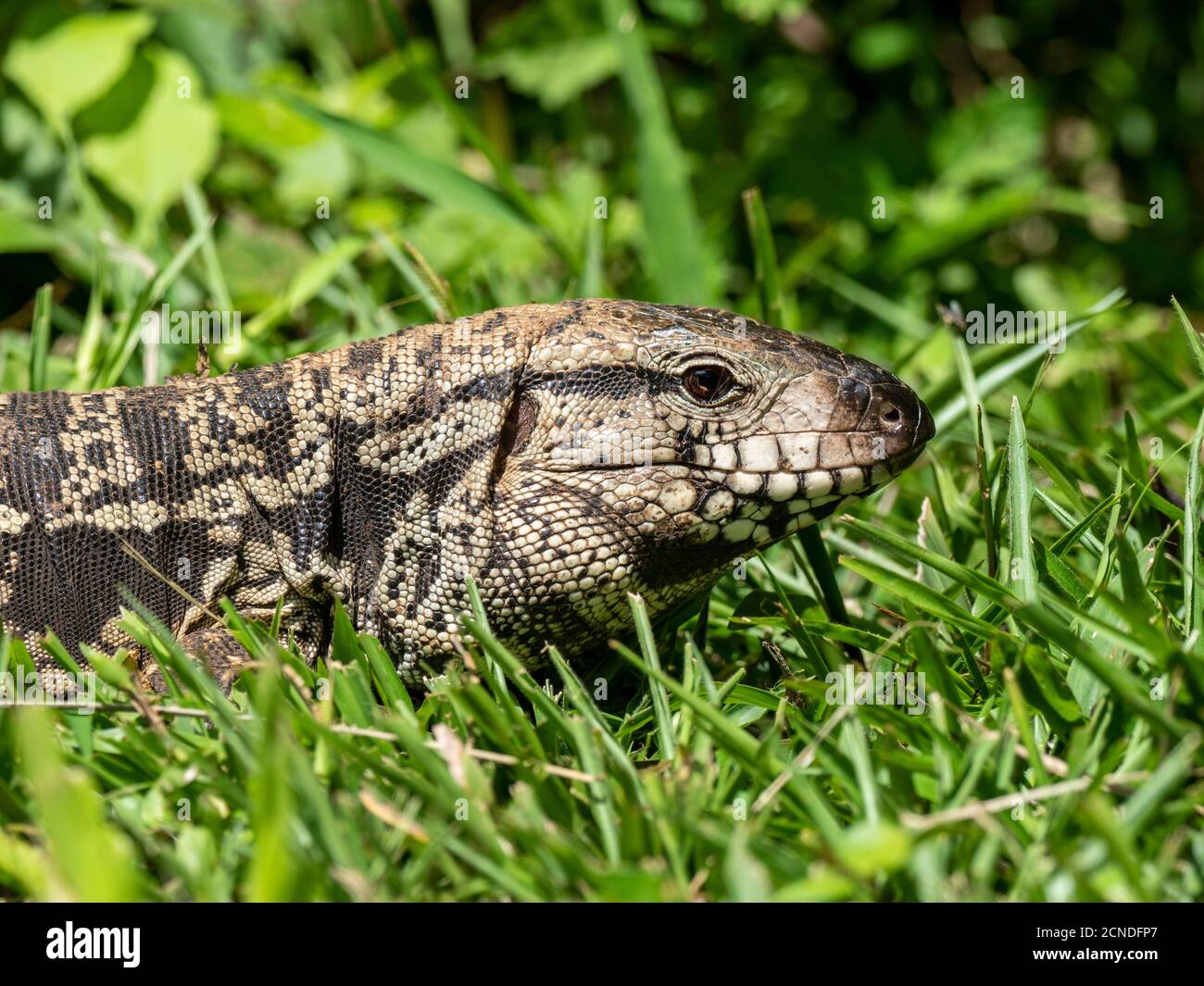 Ein erwachsener argentinischer schwarz-weißer Tegu (Salvator merianae), Iguacu Falls, Provinz Misiones, Argentinien Stockfoto