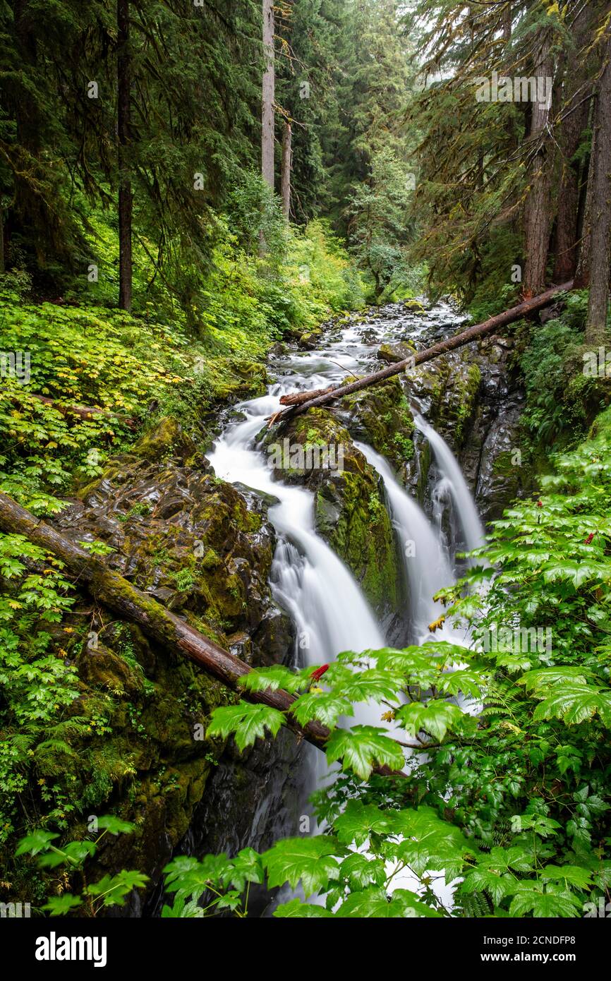 Wasserfall auf dem Sol Duc Falls Trail, Sol Duc Valley, Olympic National Park, Washington State, Vereinigte Staaten von Amerika Stockfoto