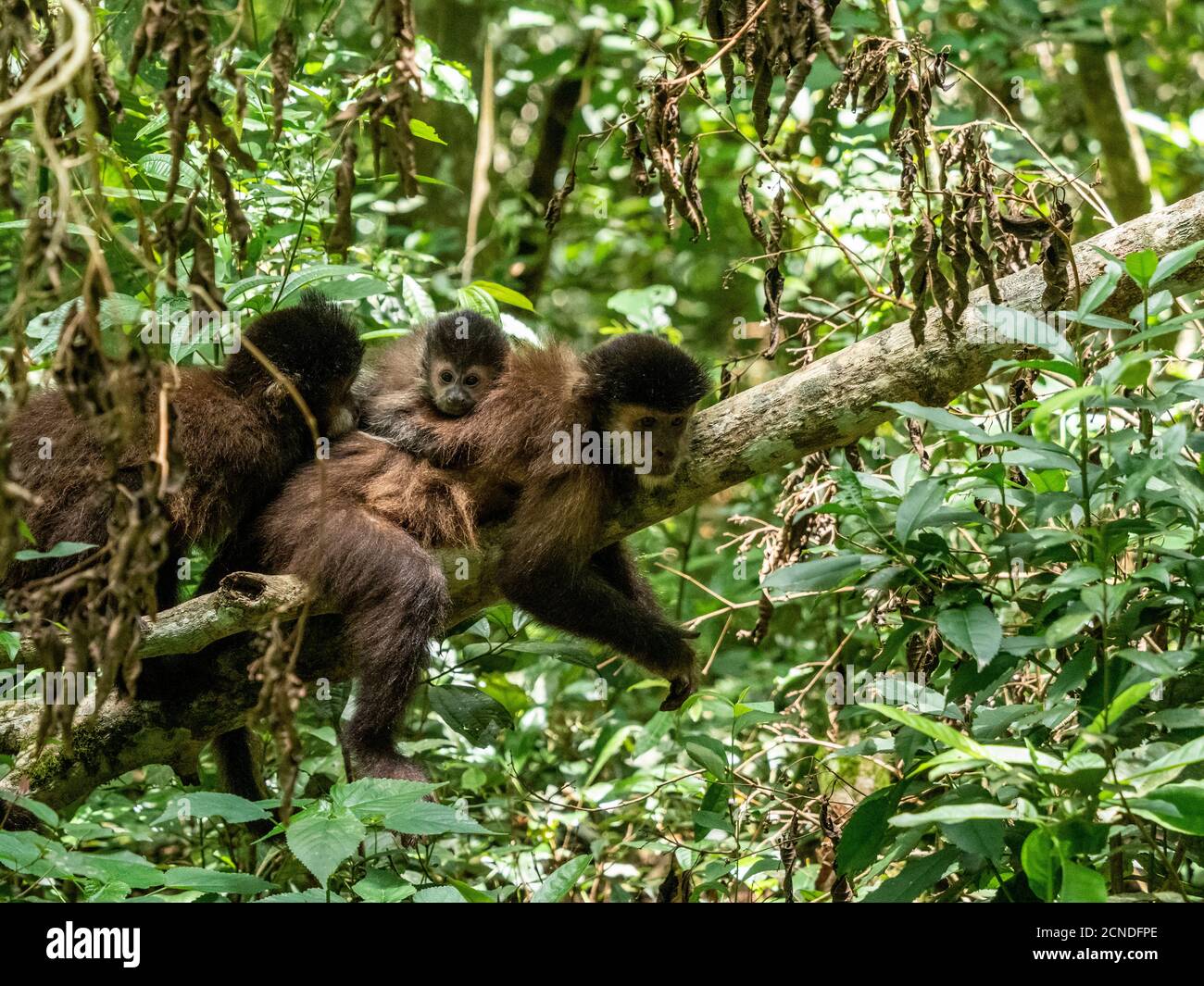 Ein erwachsener schwarzer Kapuzineraffe (Sapajus nigritus) mit einem Jungen auf dem Rücken bei den Iguacu Fällen, Provinz Misiones, Argentinien Stockfoto