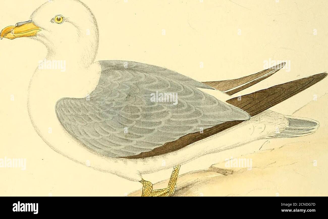 . Farbige Illustrationen britischer Vögel und ihrer Eier . m 3/ *. --^ ■ */ 316 FULMAR-STURMVOGEL. 181 NA TA-TORES. LA TtlD/E. PLATTE CCCXVI. FULMAR-STURMVOGEL. PROCELLARIA GLACIALIS. Der Fulmar Petrel ist ein jährlicher Besuch auf der Insel St. Kilda und einige der anderen schottischen Inseln in der Nachbarschaft. Pennant Anmerkungen, kein Vogel ist von solchem Gebrauch zu den Insulanern als dieses; das Fulmar liefert sie mit oilfor ihre Lampen, unten für ihre Betten, eine Delikatesse für theirtables, ein Balsam für ihre Wunden und eine Medizin für theirdistempers. Die Zahlen, die auf der Insel St. Kilda brüten sind sehr groß, und t Stockfoto