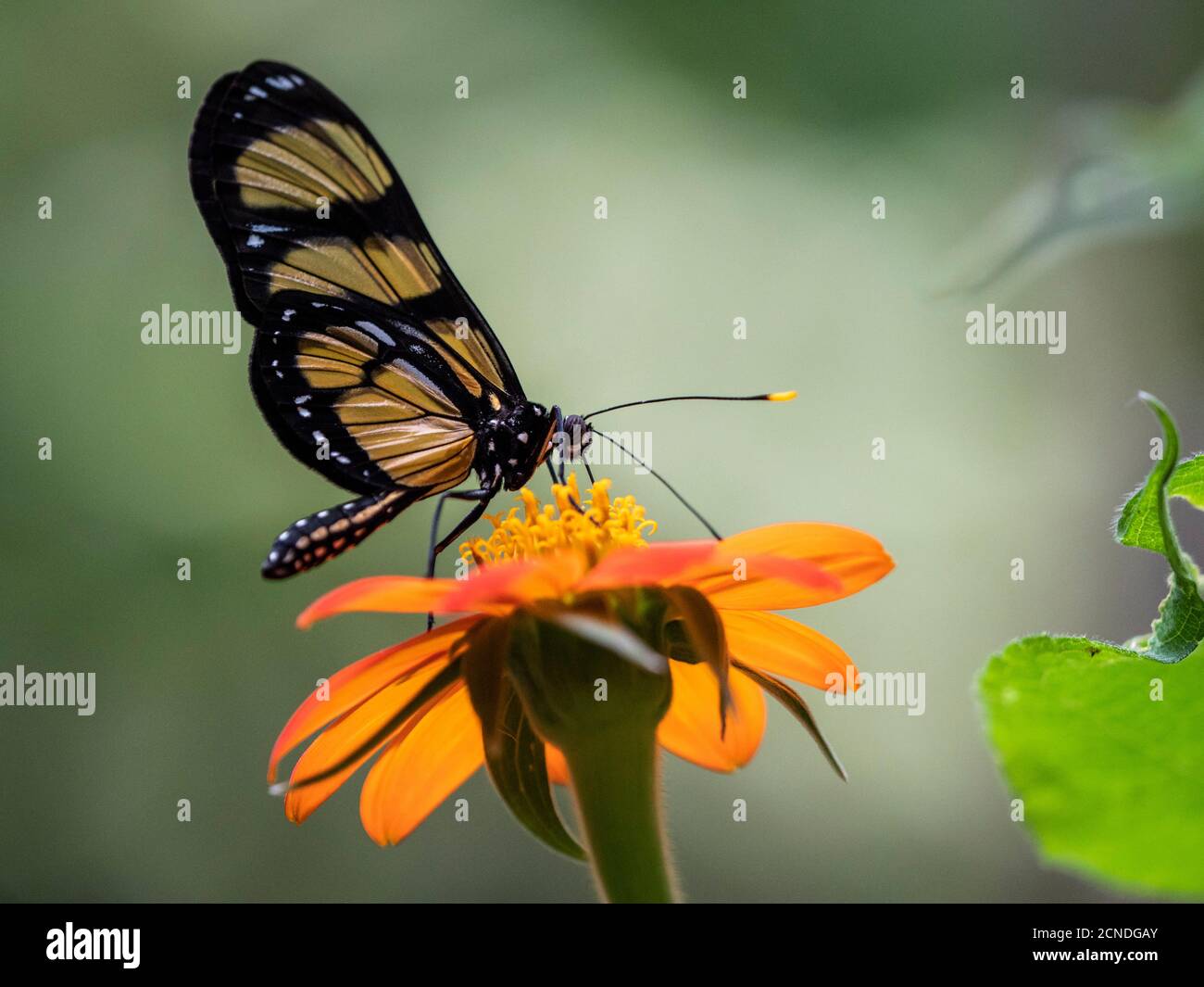Captive Themisto amberwing (Methona themisto), Parque das Aves, Foz do Iguacu, Parana State, Brasilien Stockfoto