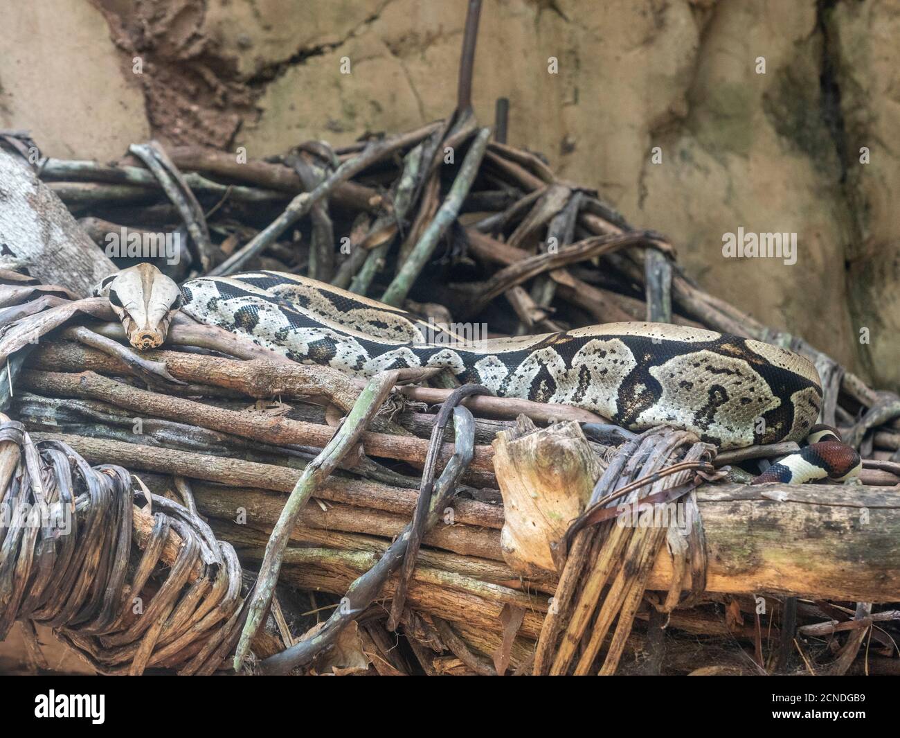 Captive adult Boa constrictor (Boa constrictor), Parque das Aves, Foz do Iguacu, Parana State, Brasilien Stockfoto