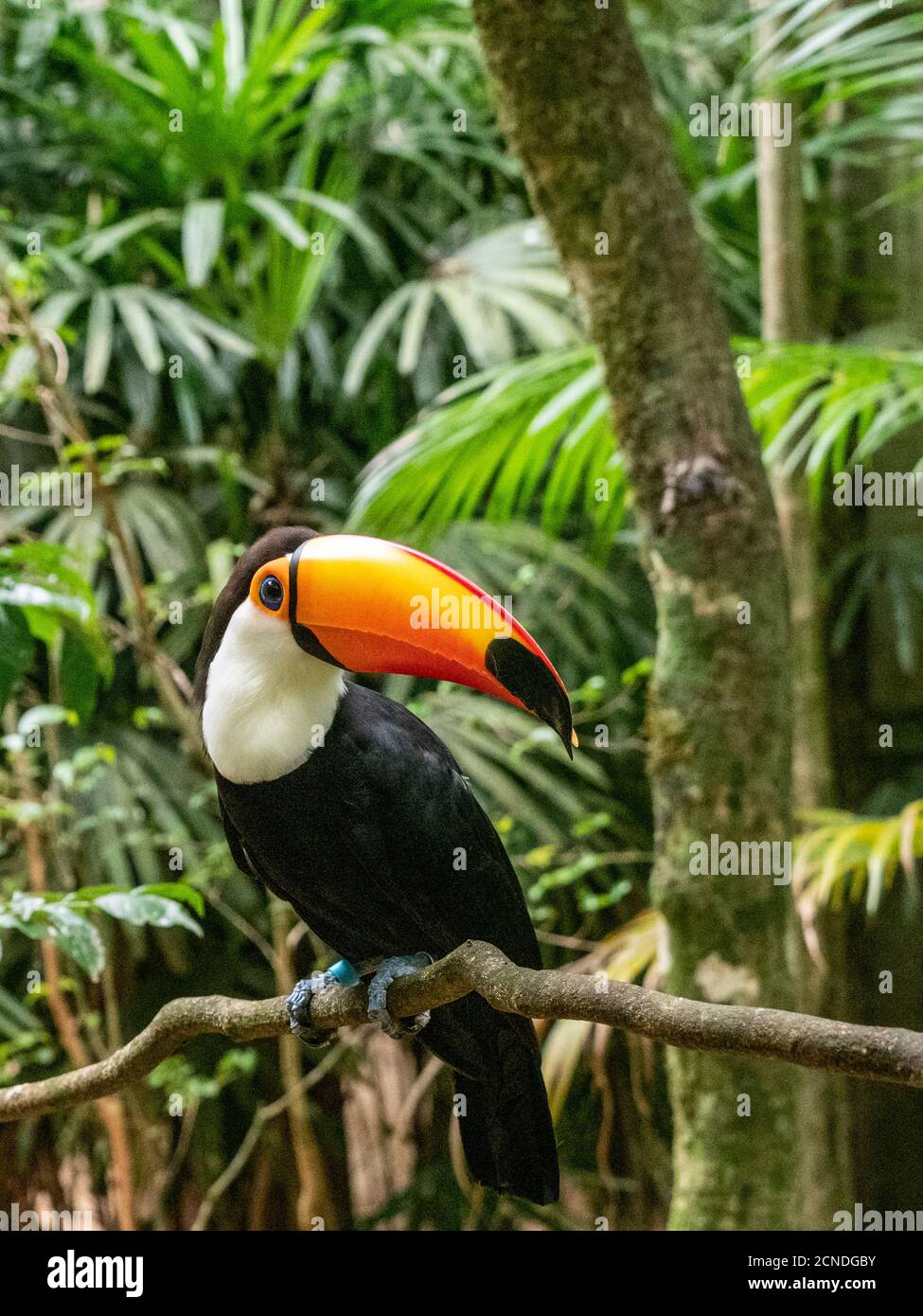 Captive toco Tucan (Ramphastos toco), Parque das Aves, Foz do Iguacu, Parana State, Brasilien Stockfoto