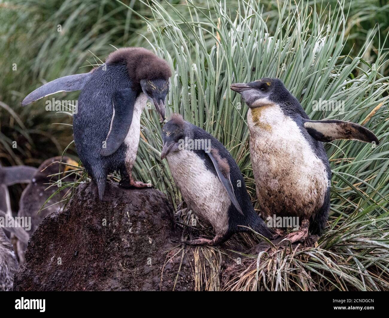 Molting Macaroni Pinguin Küken (Eudyptes chrysolophus), Cooper Bay, Süd-Georgia, Polar Regionen Stockfoto