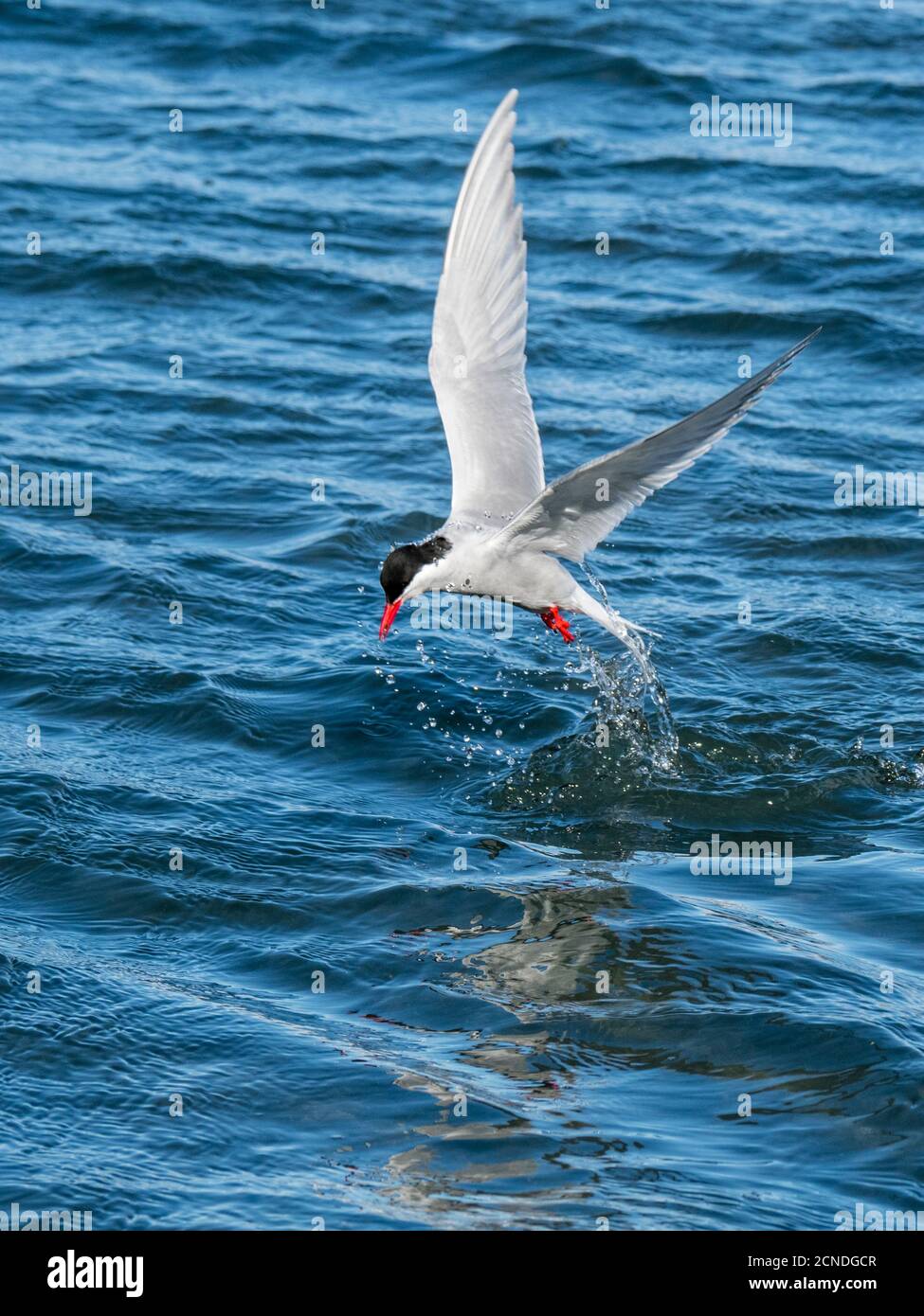 Erwachsene antarktische Seeschwalbe (Sterna vittata) Tauchgänge nach Nahrung in Grytviken, Südgeorgien, Polarregionen Stockfoto