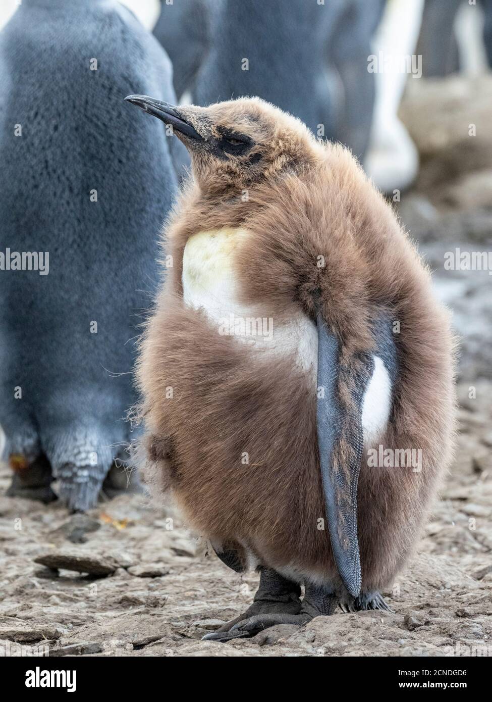 Königspinguin (Aptenodytes patagonicus) Küken, die ihre flauschigen Federn in Gold Harbor, Südgeorgien, Polarregionen Stockfoto