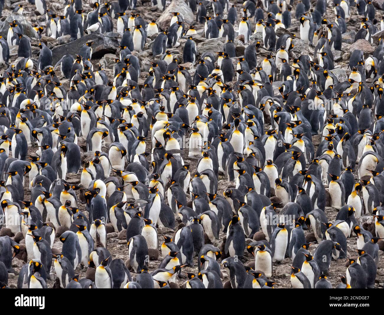 Königspinguin (Aptenodytes patagonicus) Brutkolonie in Gold Harbour, Südgeorgien, Polarregionen Stockfoto