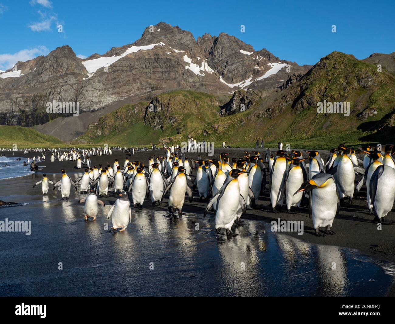Erwachsene Pinguine (Pygoscelis papua), am Strand mit Königspinguinen in Gold Harbor, Südgeorgien, Polarregionen Stockfoto