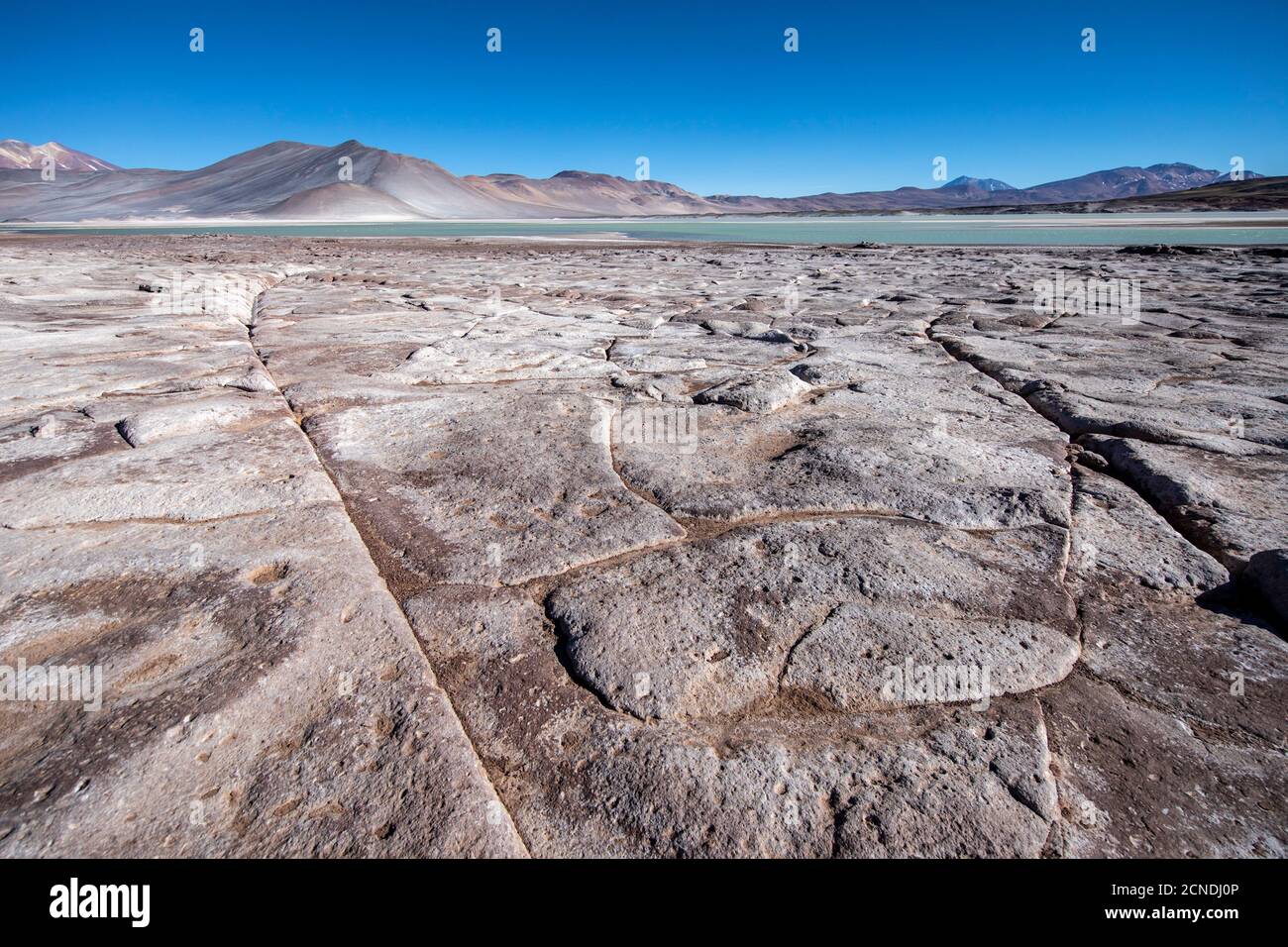 Salar de Aguas Calientes, Nationalpark Los Flamencos, Region Antofagasta, Chile Stockfoto